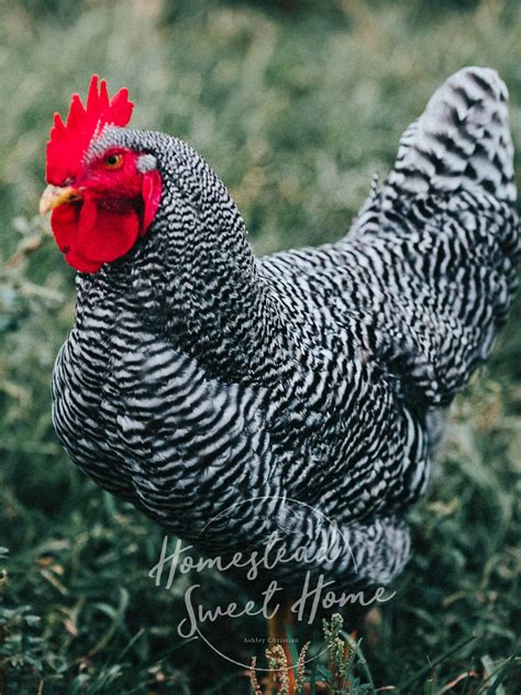 Since our Barred Plymouth Rocks are heritage purebred chickens, they start laying eggs at 6 to 7 months. . Plymouth rock rooster price philippines